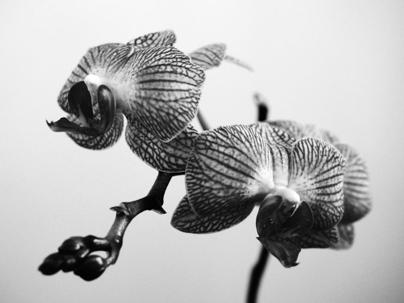 Orchidée